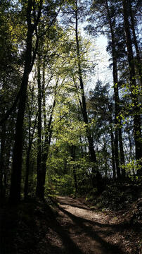 Extended walks just around my place.