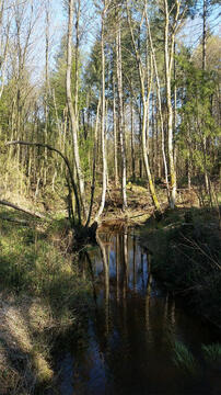 Extended walks just around my place.