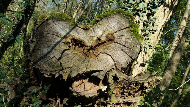 Extended walks just around my place.