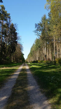 Extended walks just around my place.