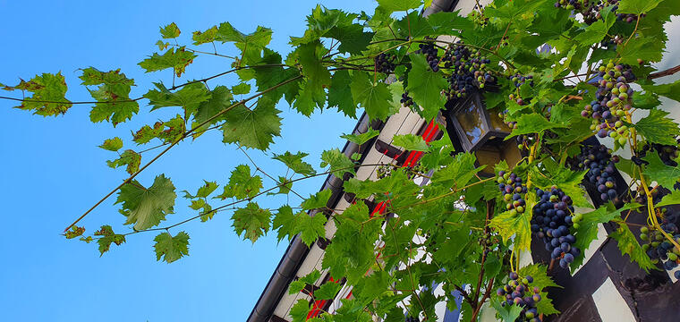 Wine growing everywhere.