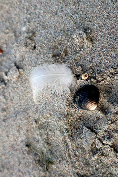 Scheibel distillery.